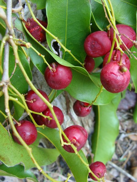 Cerisier du cayor