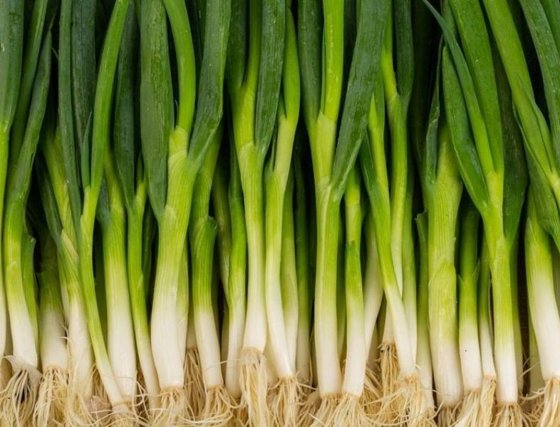 Ognon vert