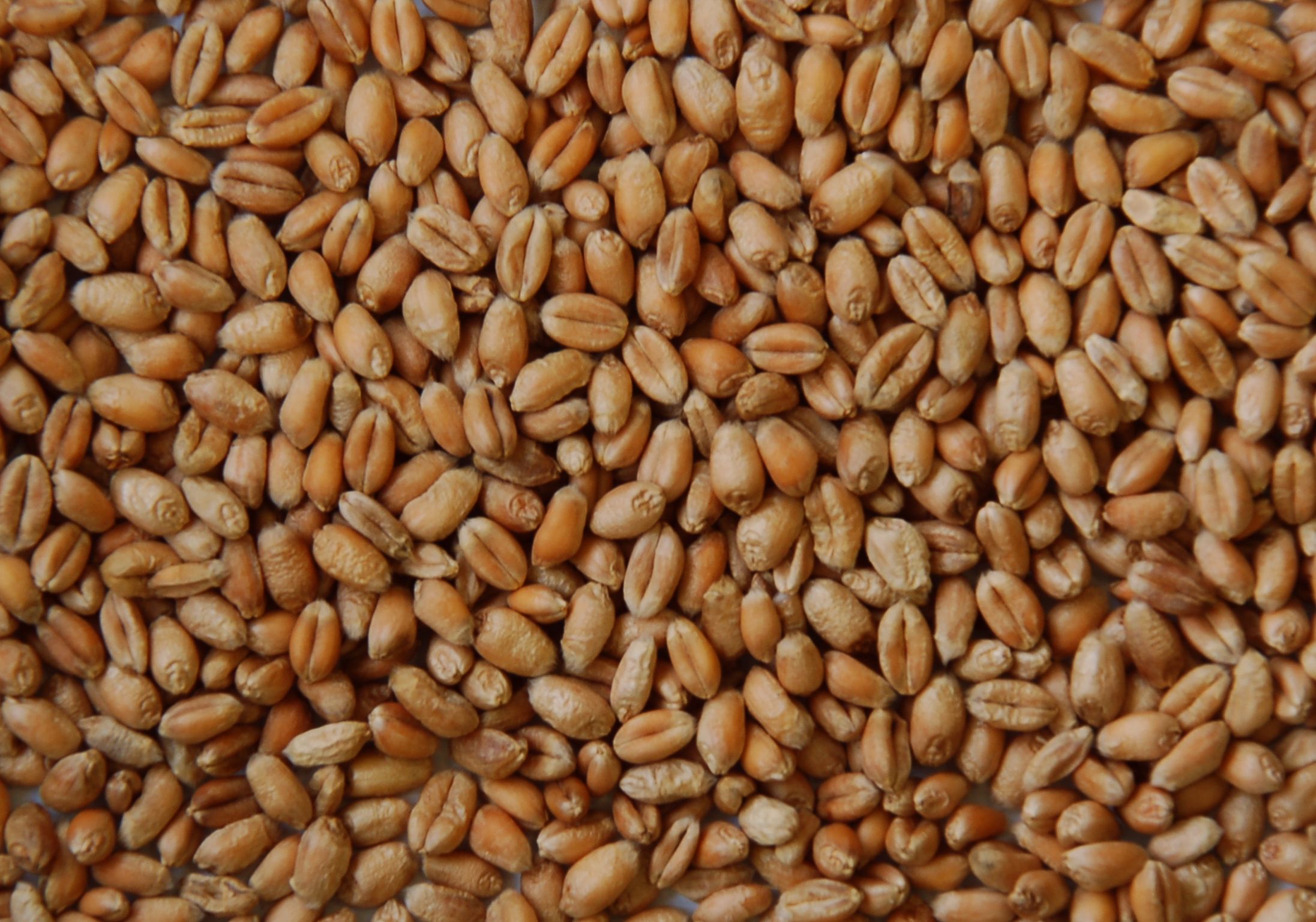 Grain de blé