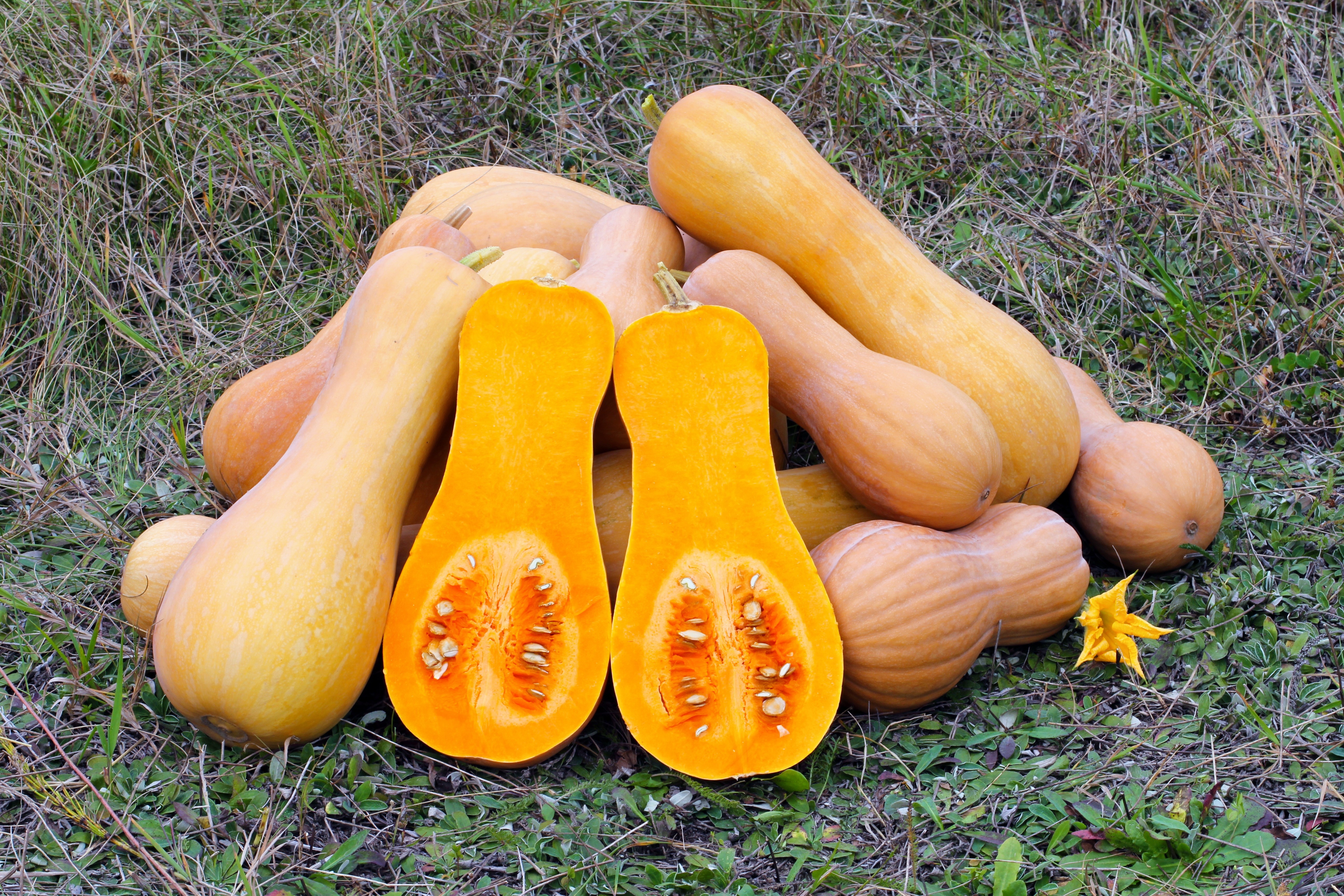 courge