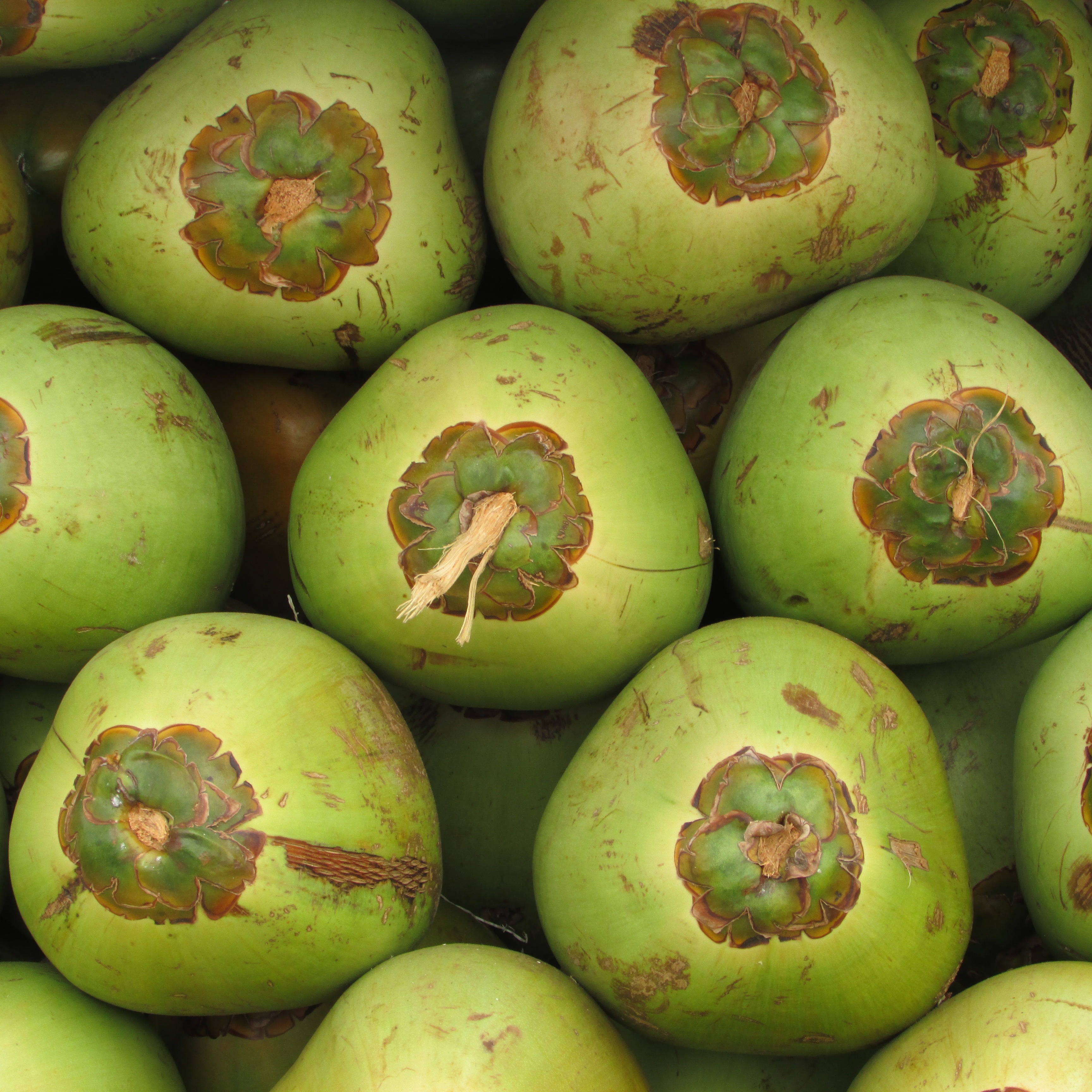 Noix de coco