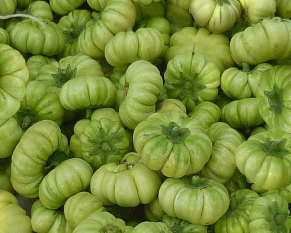 Aubergine écarlate