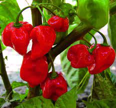Piment Rouge; Vert