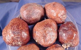 Noix de doum
