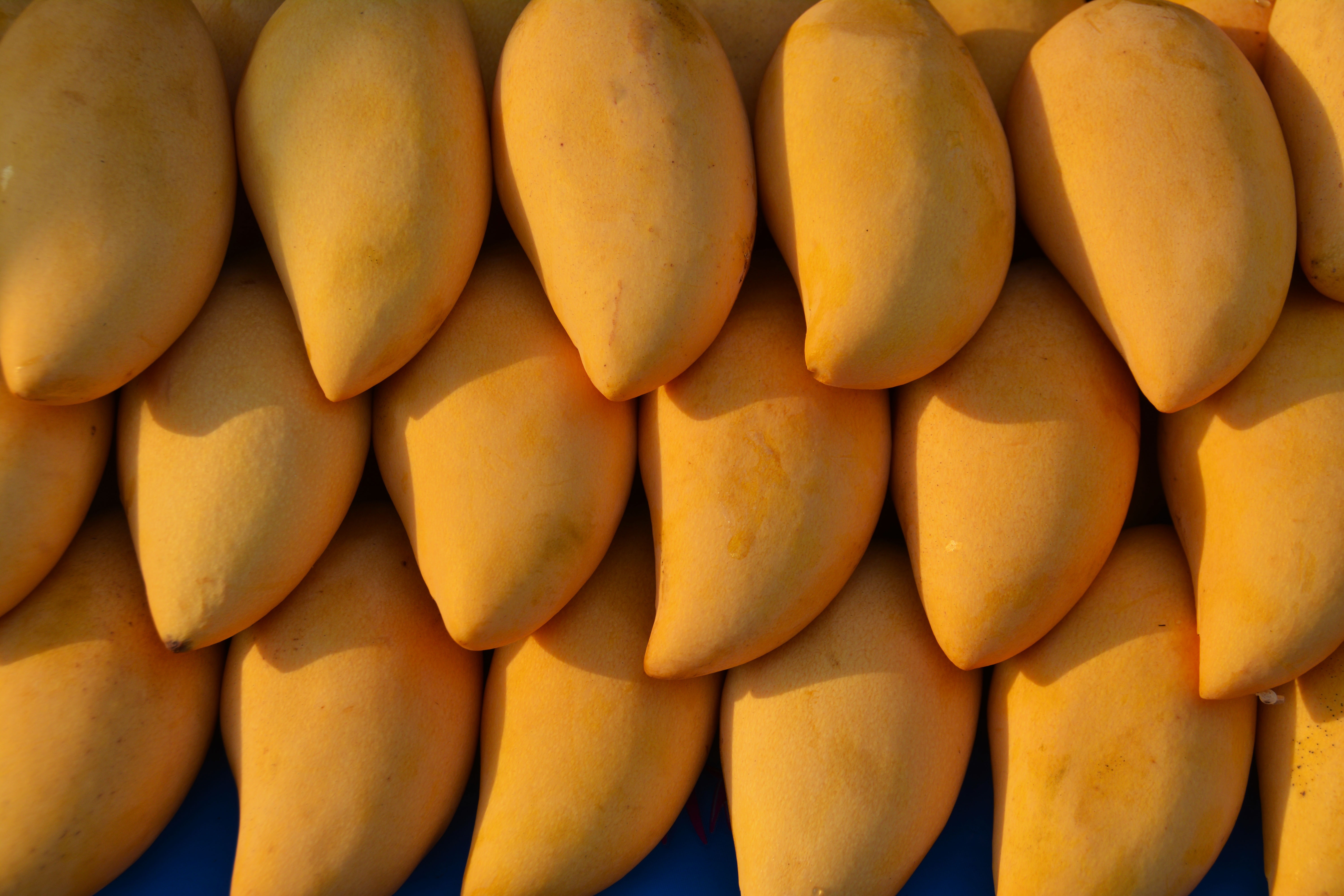Mangue