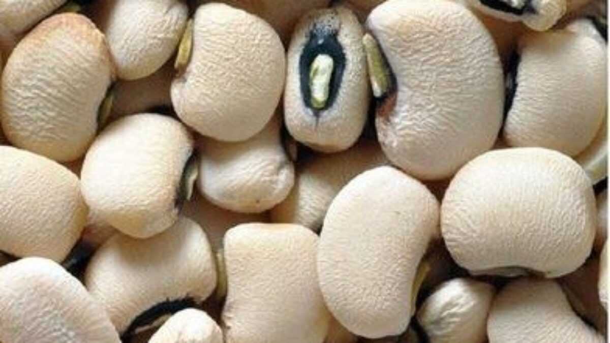 Niébé blanc
