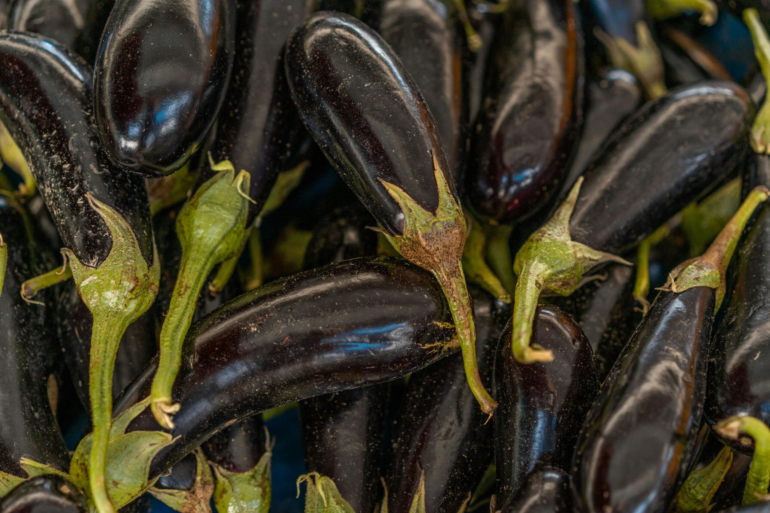 Aubergine