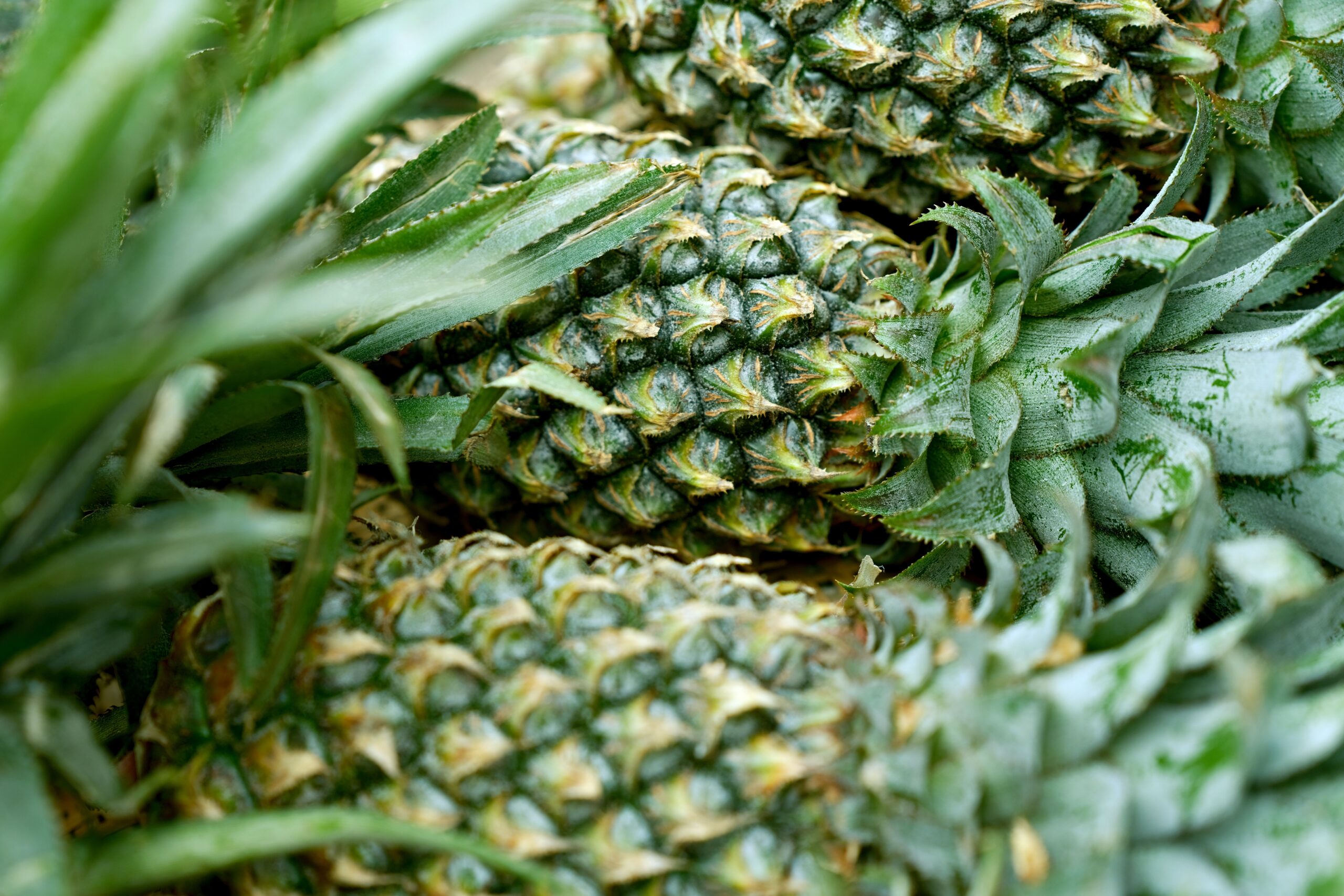 Ananas