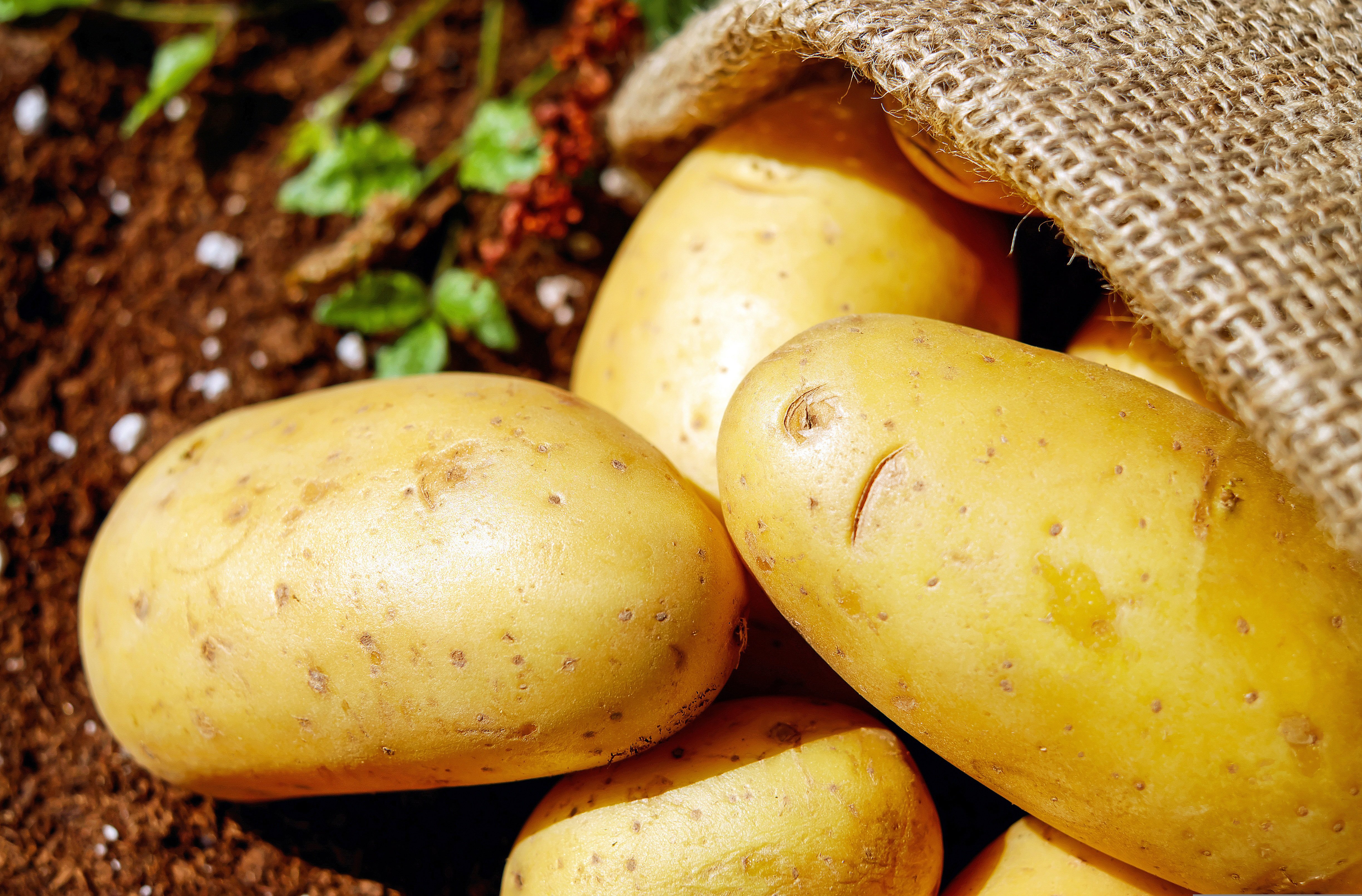 Pomme de terre