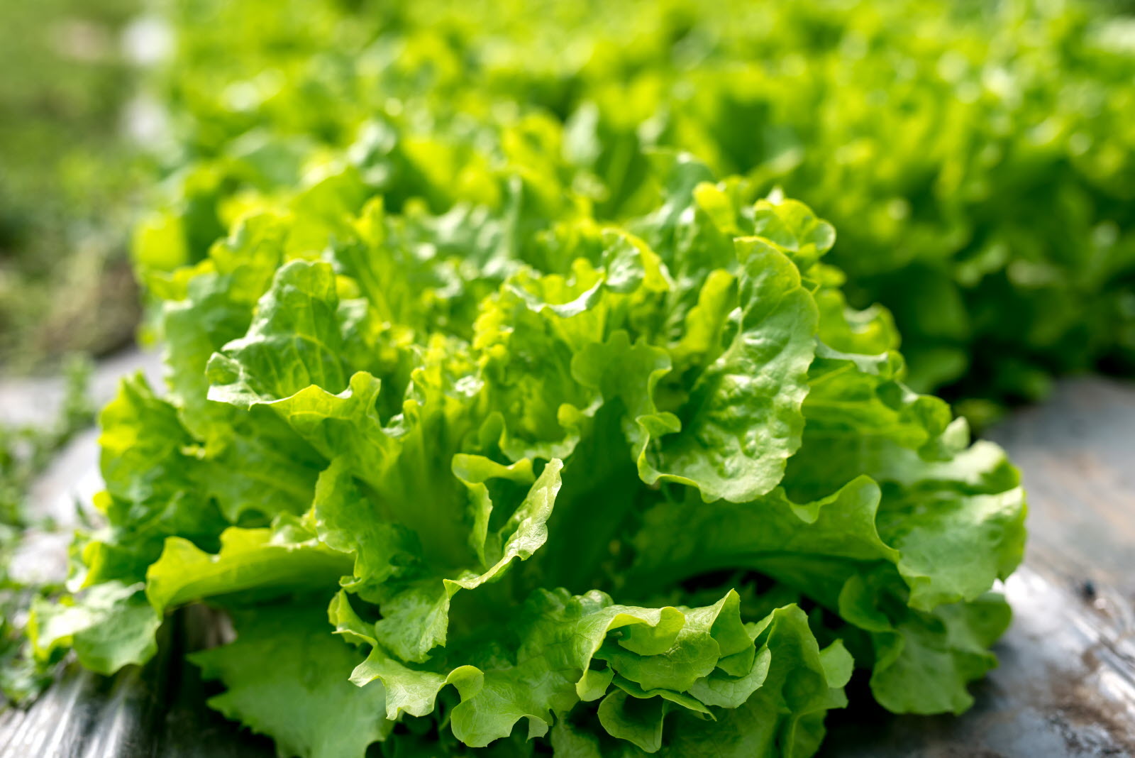 Salade
